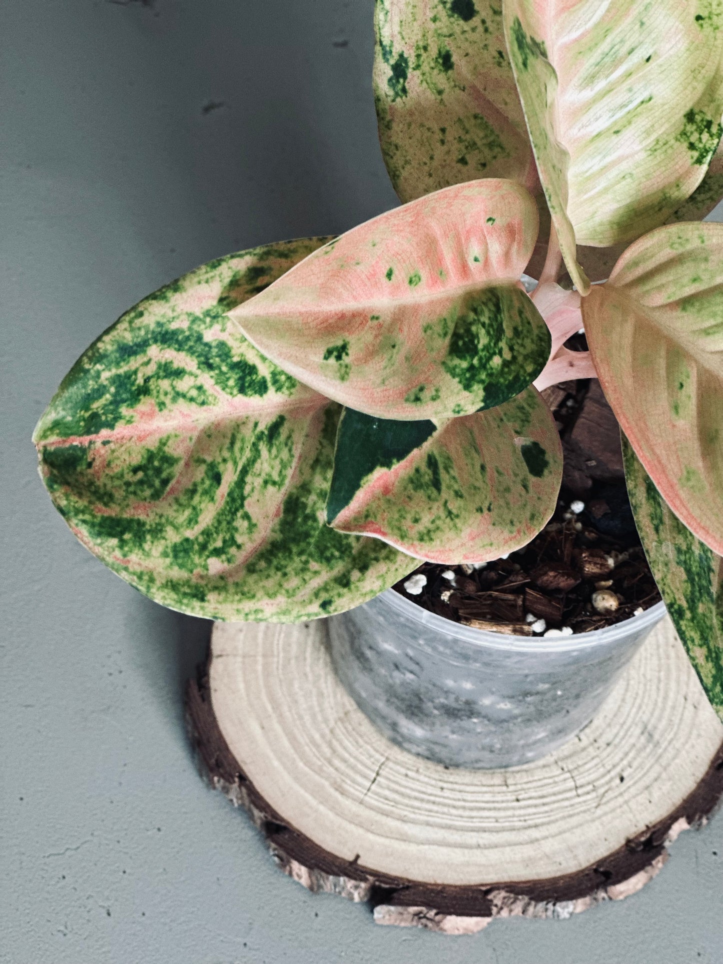 Aglaonema 'Kamlaithong' (Pink Emerald) - 12cm Pot
