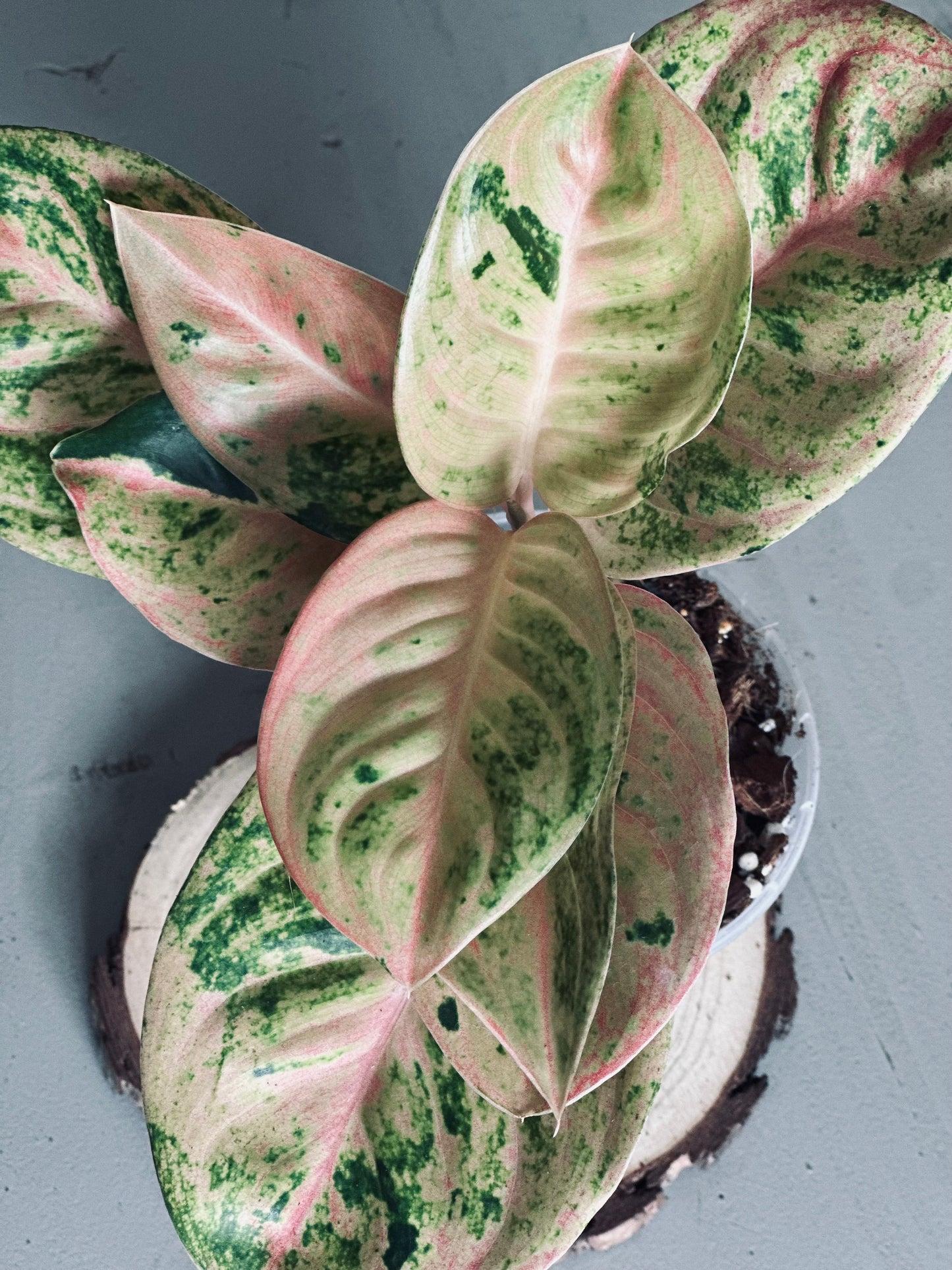 Aglaonema 'Kamlaithong' (Pink Emerald) - 12cm Pot