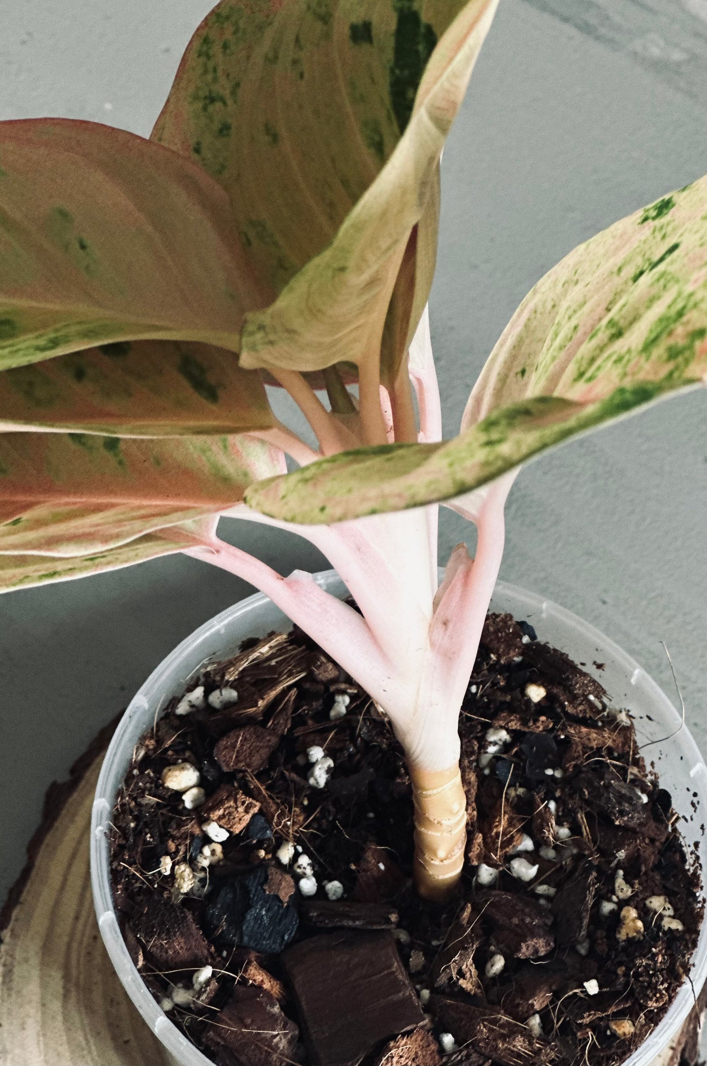 Aglaonema 'Kamlaithong' (Pink Emerald) - 12cm Pot