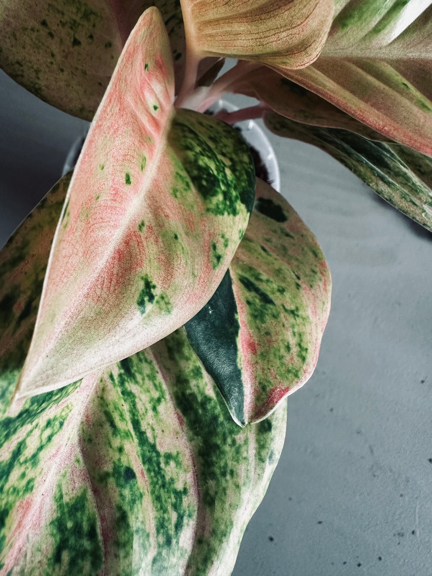 Aglaonema 'Kamlaithong' (Pink Emerald) - 12cm Pot