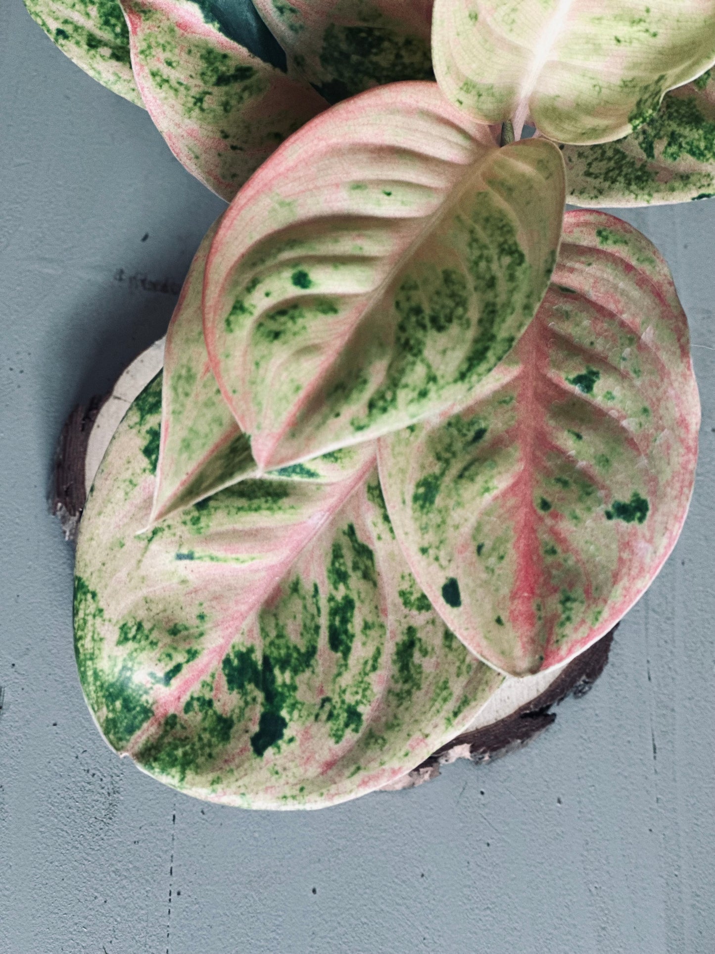 Aglaonema 'Kamlaithong' (Pink Emerald) - 12cm Pot