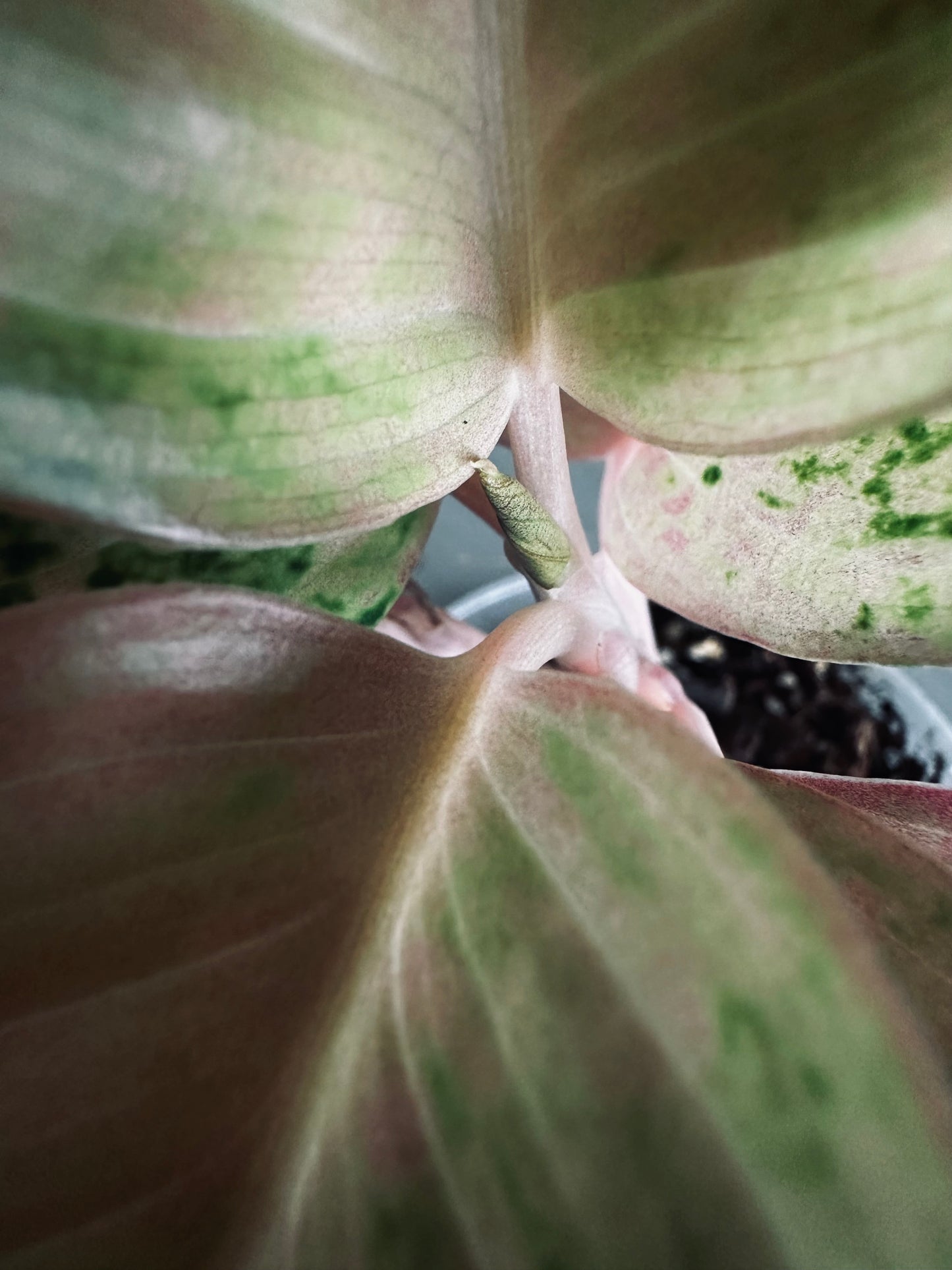 Aglaonema 'Kamlaithong' (Pink Emerald) - 12cm Pot
