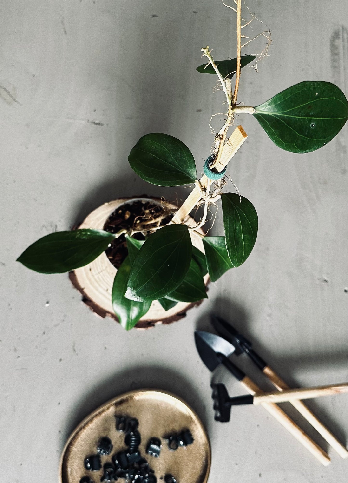 Hoya 'Ut223' - 9cm Pot