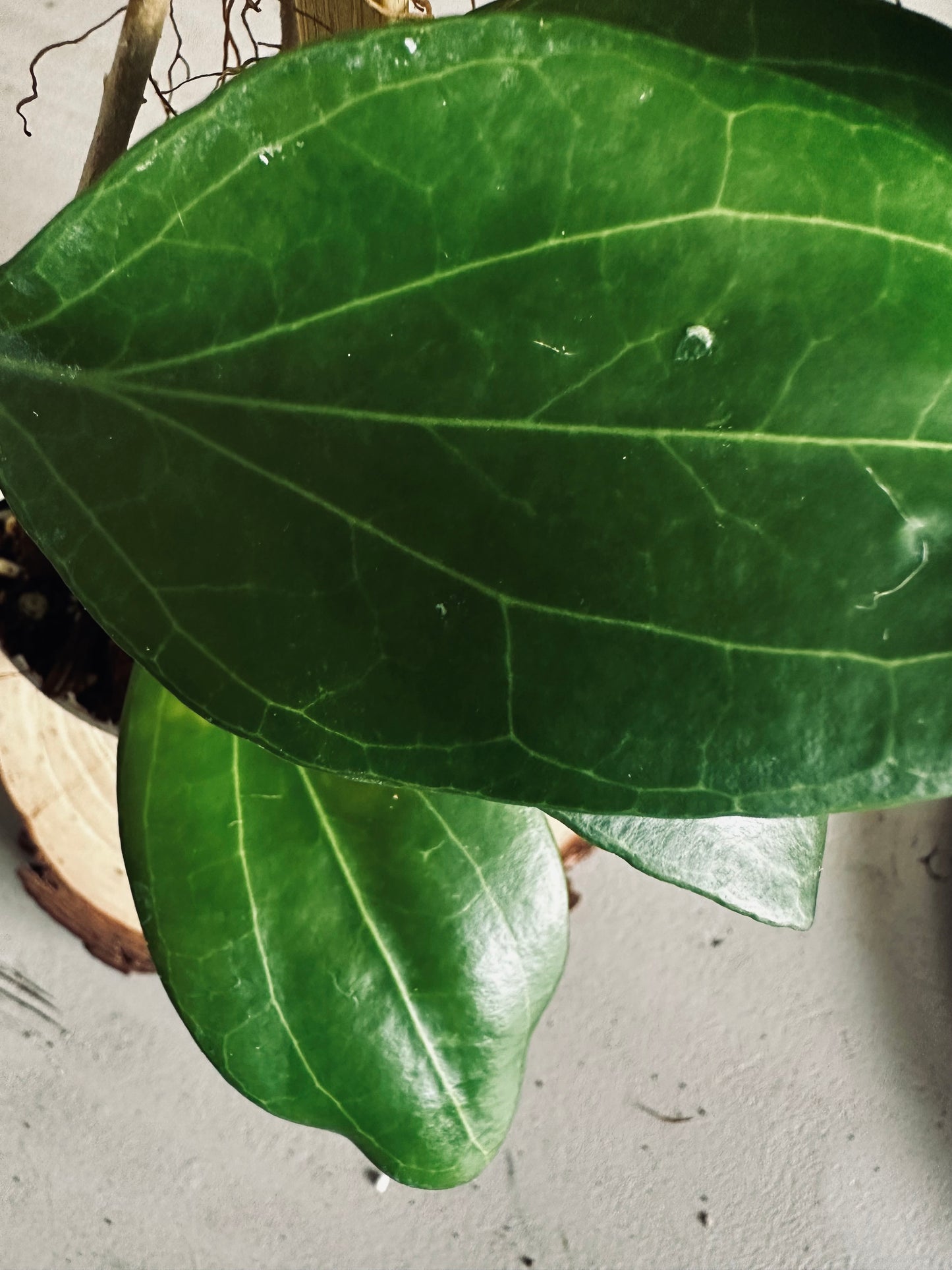 Hoya 'Ut223' - 9cm Pot