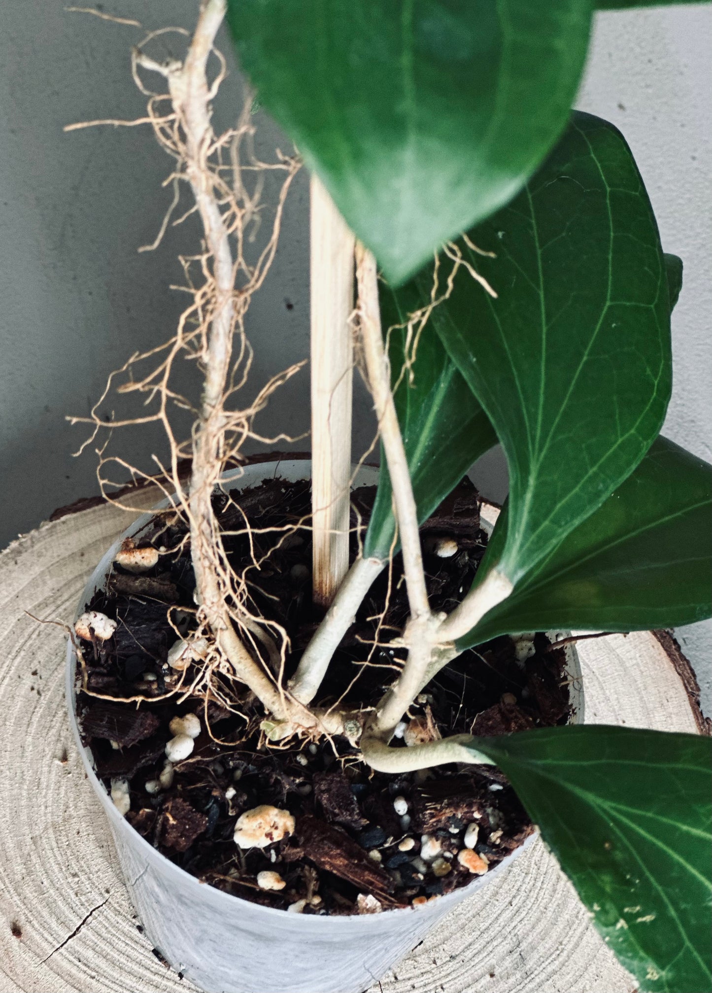 Hoya 'Ut223' - 9cm Pot
