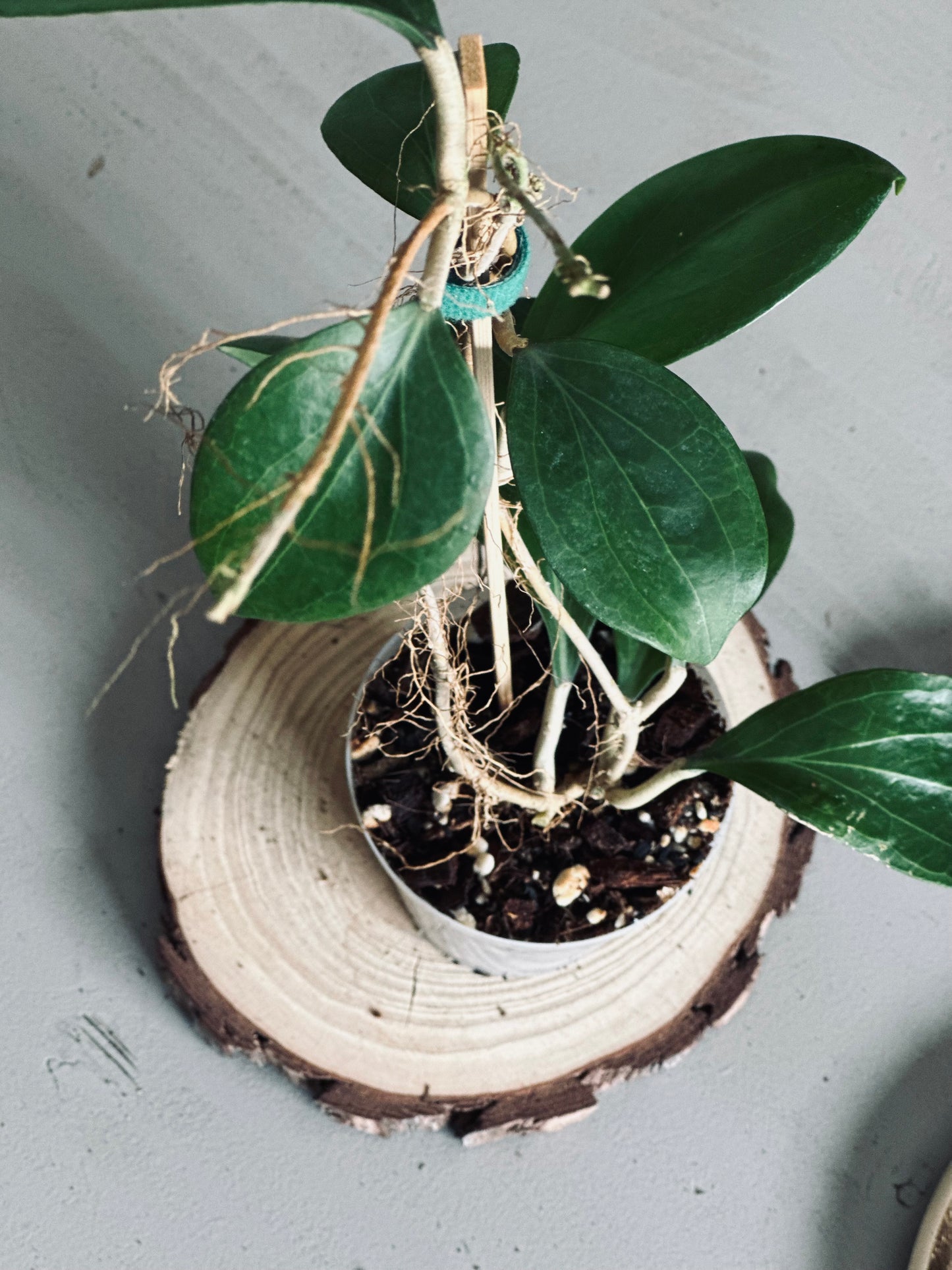 Hoya 'Ut223' - 9cm Pot