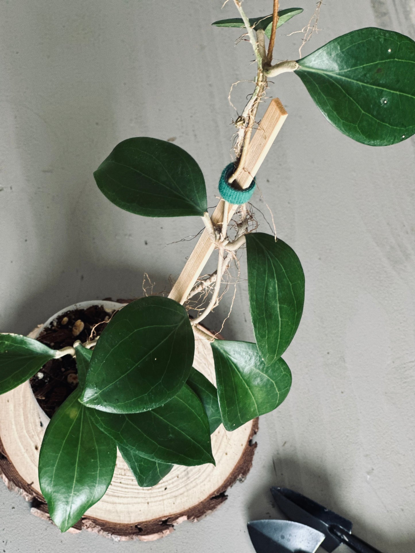 Hoya 'Ut223' - 9cm Pot