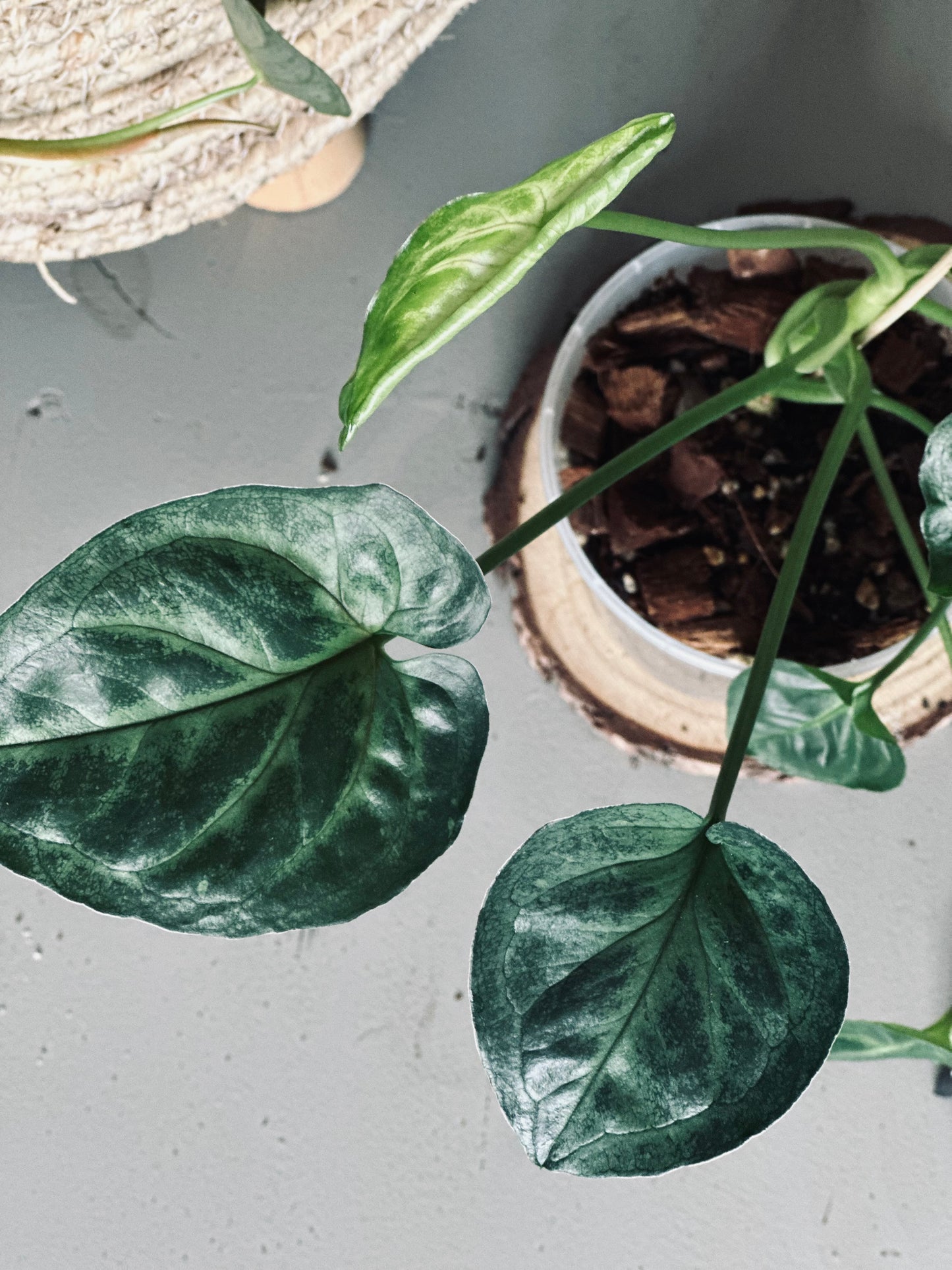 Syngonium 'T24' - 12cm Pot