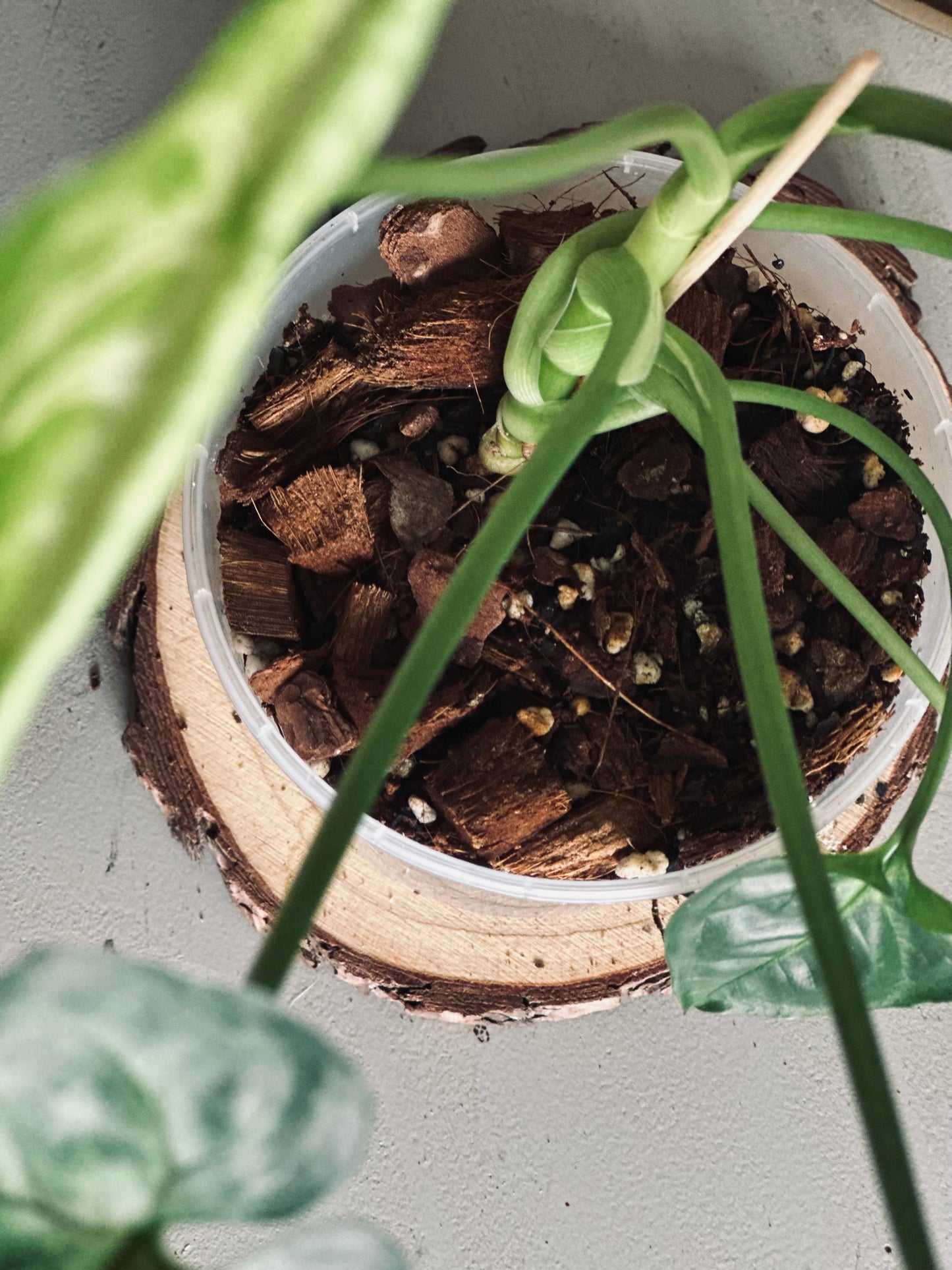 Syngonium 'T24' - 12cm Pot