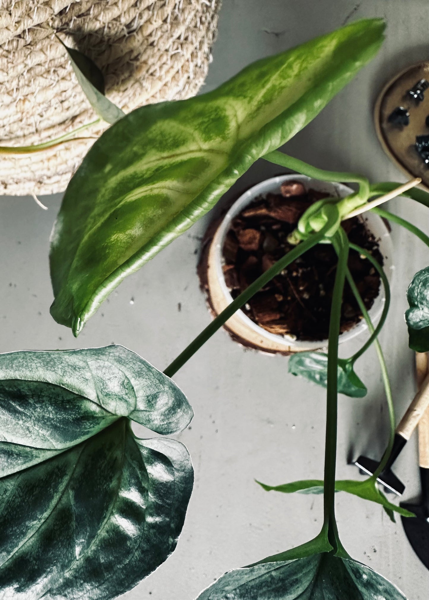 Syngonium 'T24' - 12cm Pot