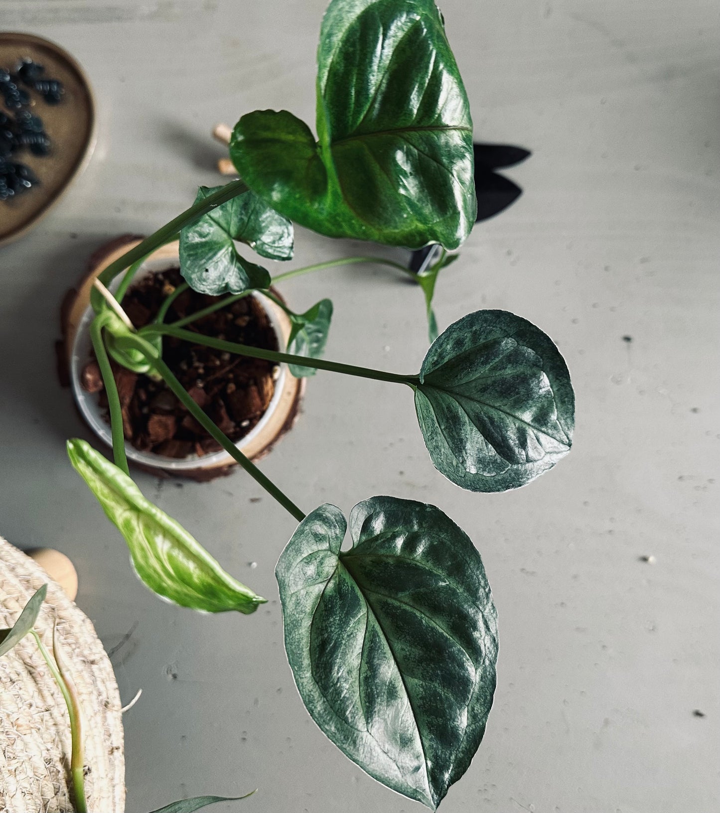 Syngonium 'T24' - 12cm Pot