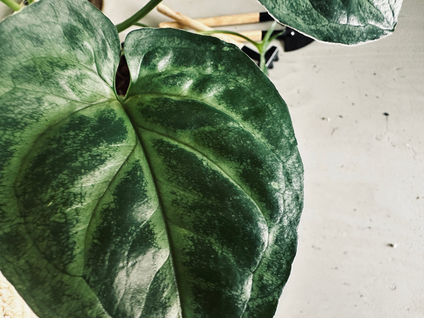 Syngonium 'T24' - 12cm Pot