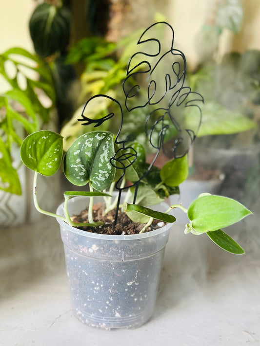 Decorative Trellis 'Lady Monstera' - Black Metal