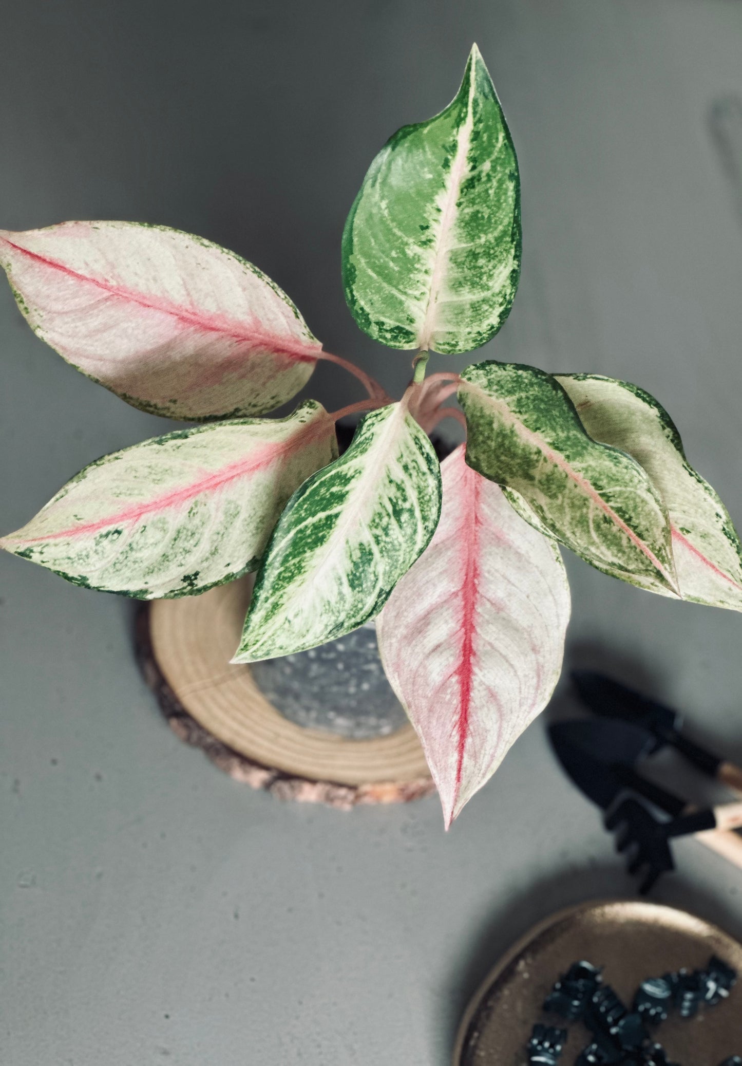 Aglaonema 'Frozen' - 12cm Pot