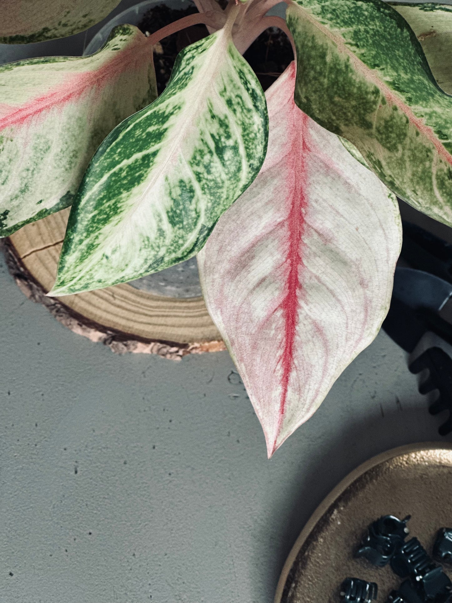 Aglaonema 'Frozen' - 12cm Pot