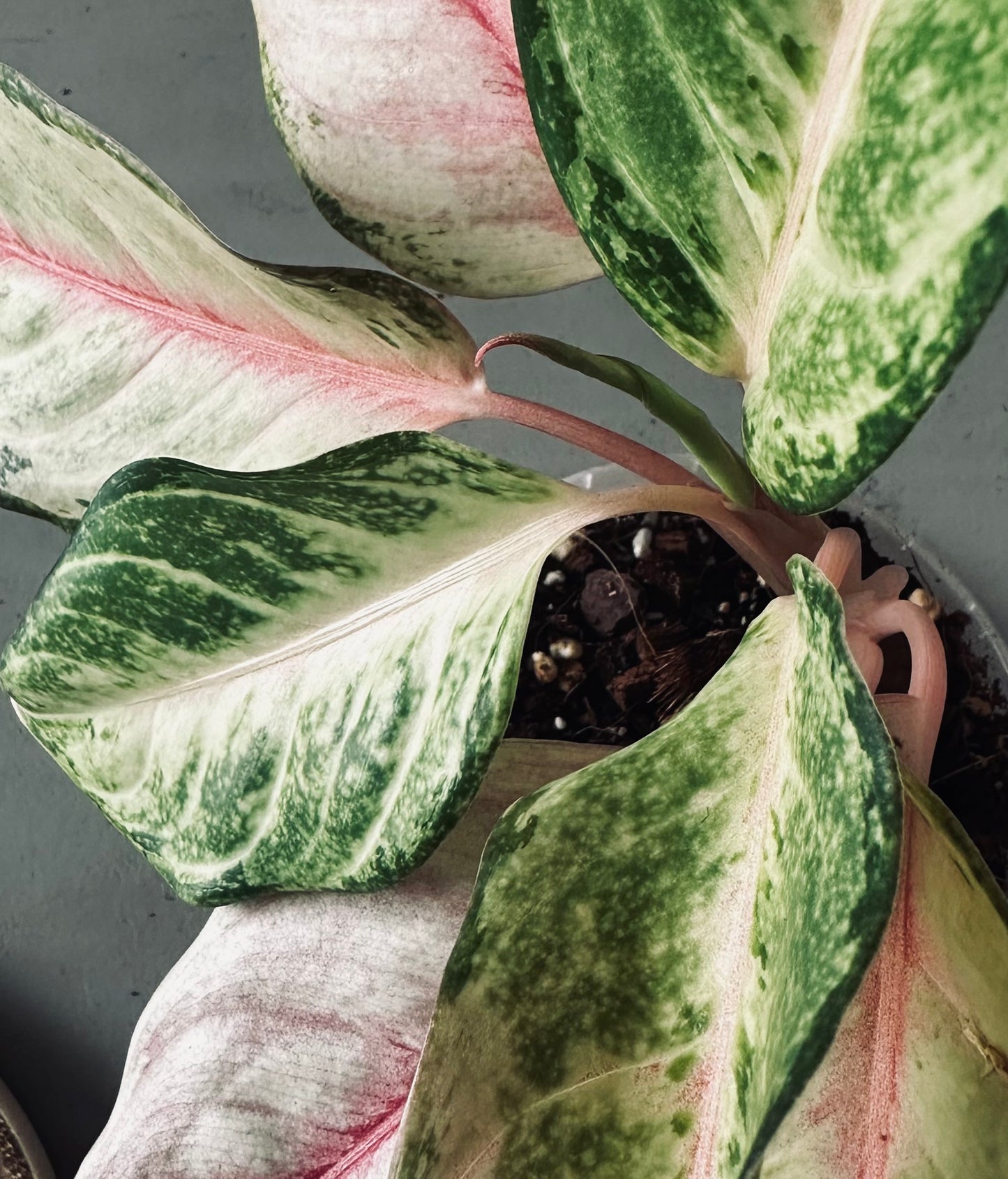 Aglaonema 'Frozen' - 12cm Pot