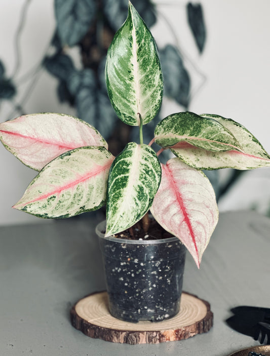 Aglaonema 'Frozen' - 12cm Pot