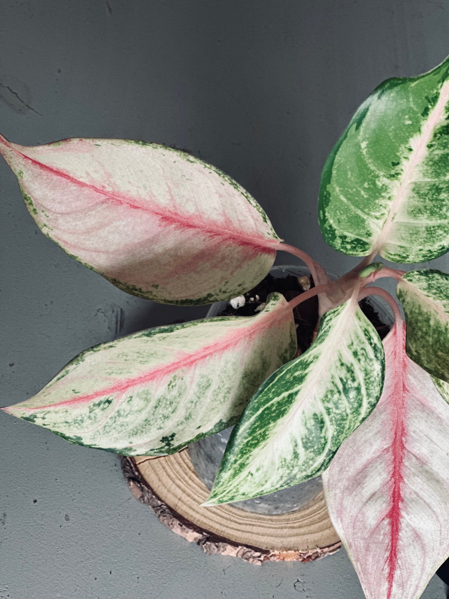 Aglaonema 'Frozen' - 12cm Pot