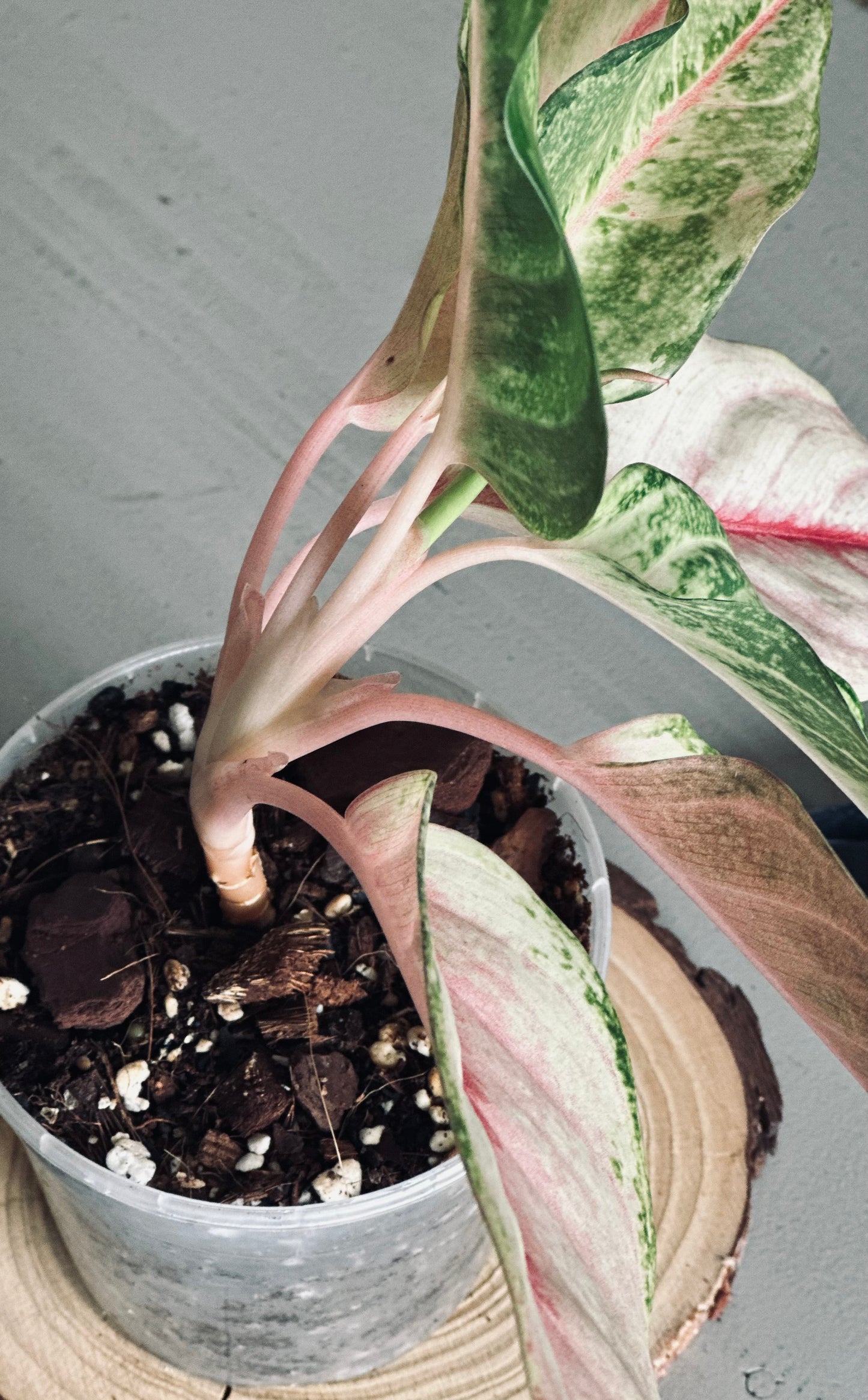 Aglaonema 'Frozen' - 12cm Pot