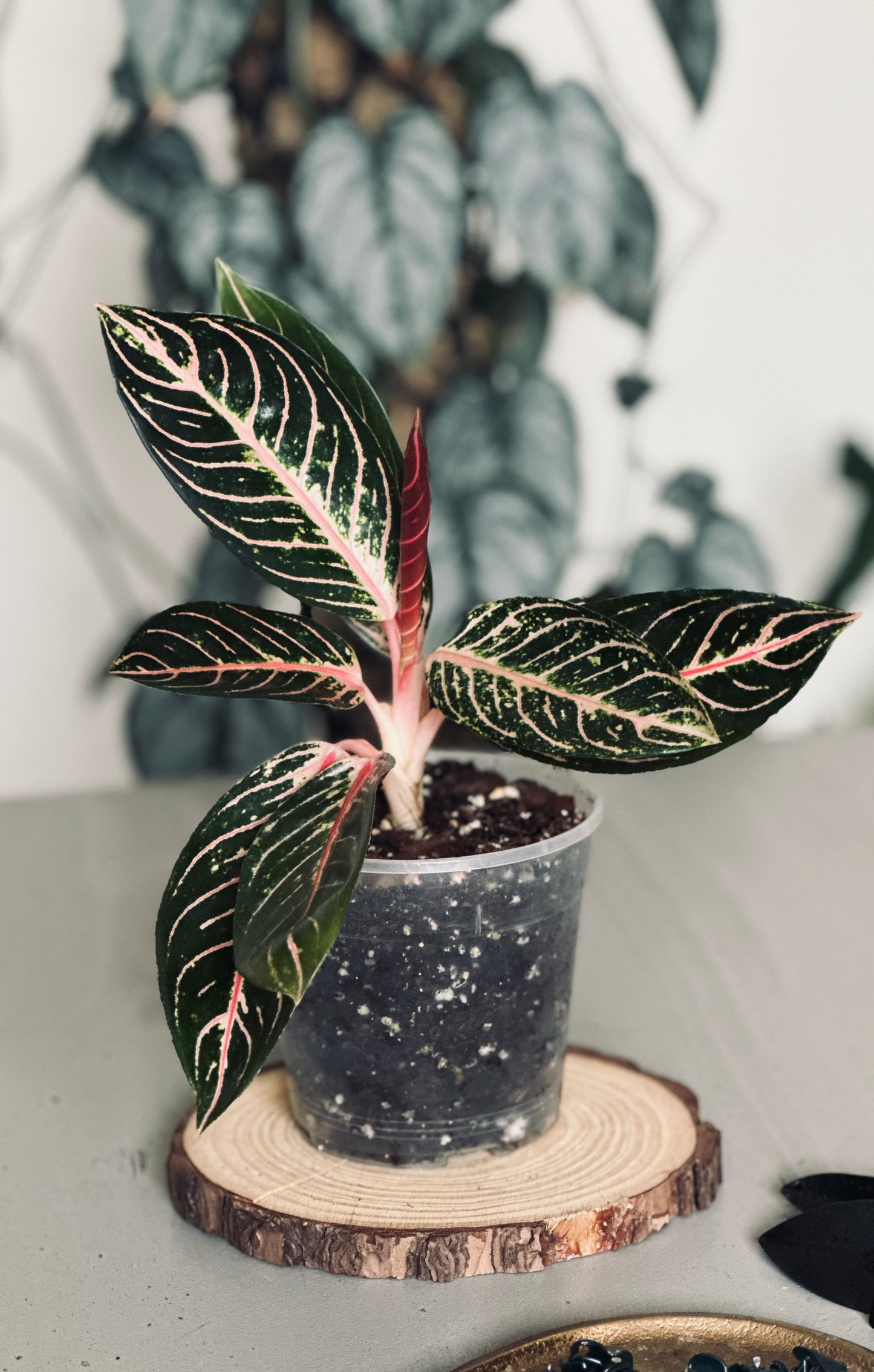 Aglaonema 'Pride of Sumatra' - 12cm Pot