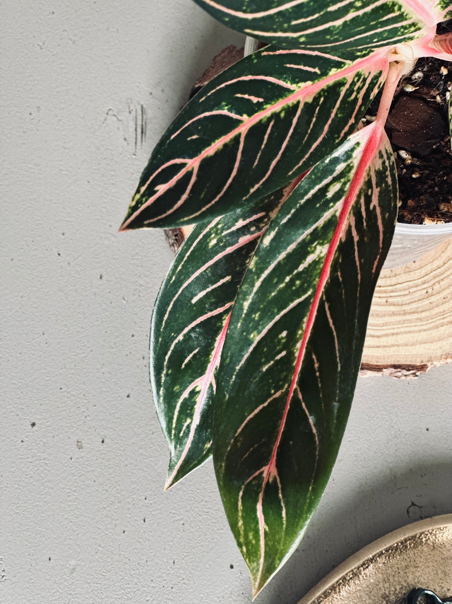 Aglaonema 'Pride of Sumatra' - 12cm Pot