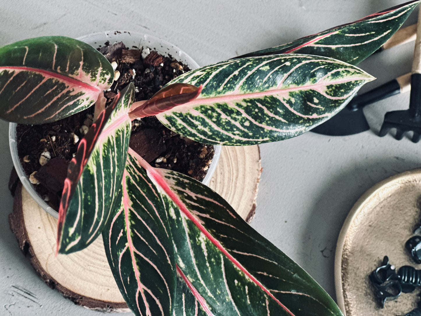 Aglaonema 'Pride of Sumatra' - 12cm Pot