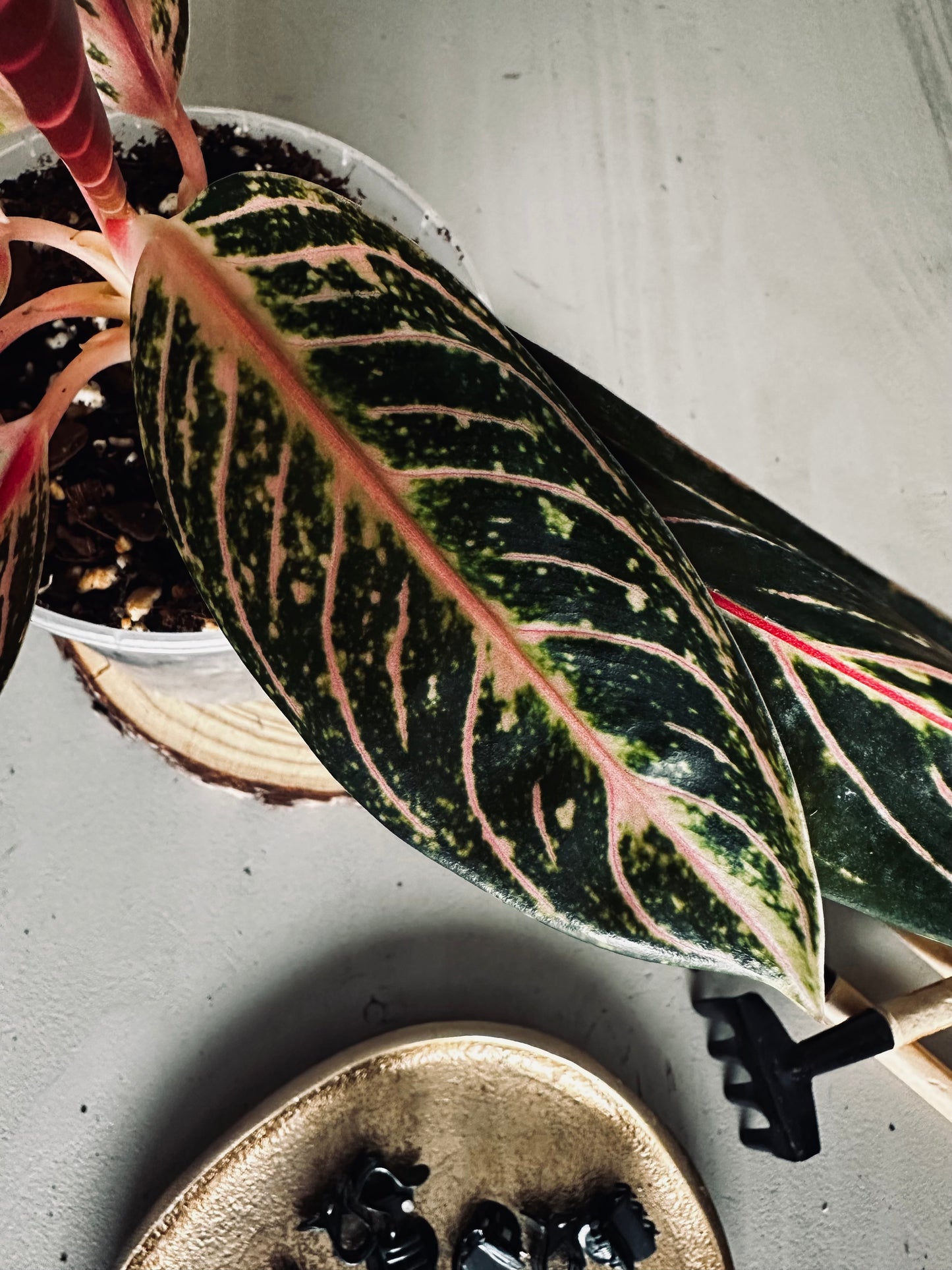 Aglaonema 'Pride of Sumatra' - 12cm Pot