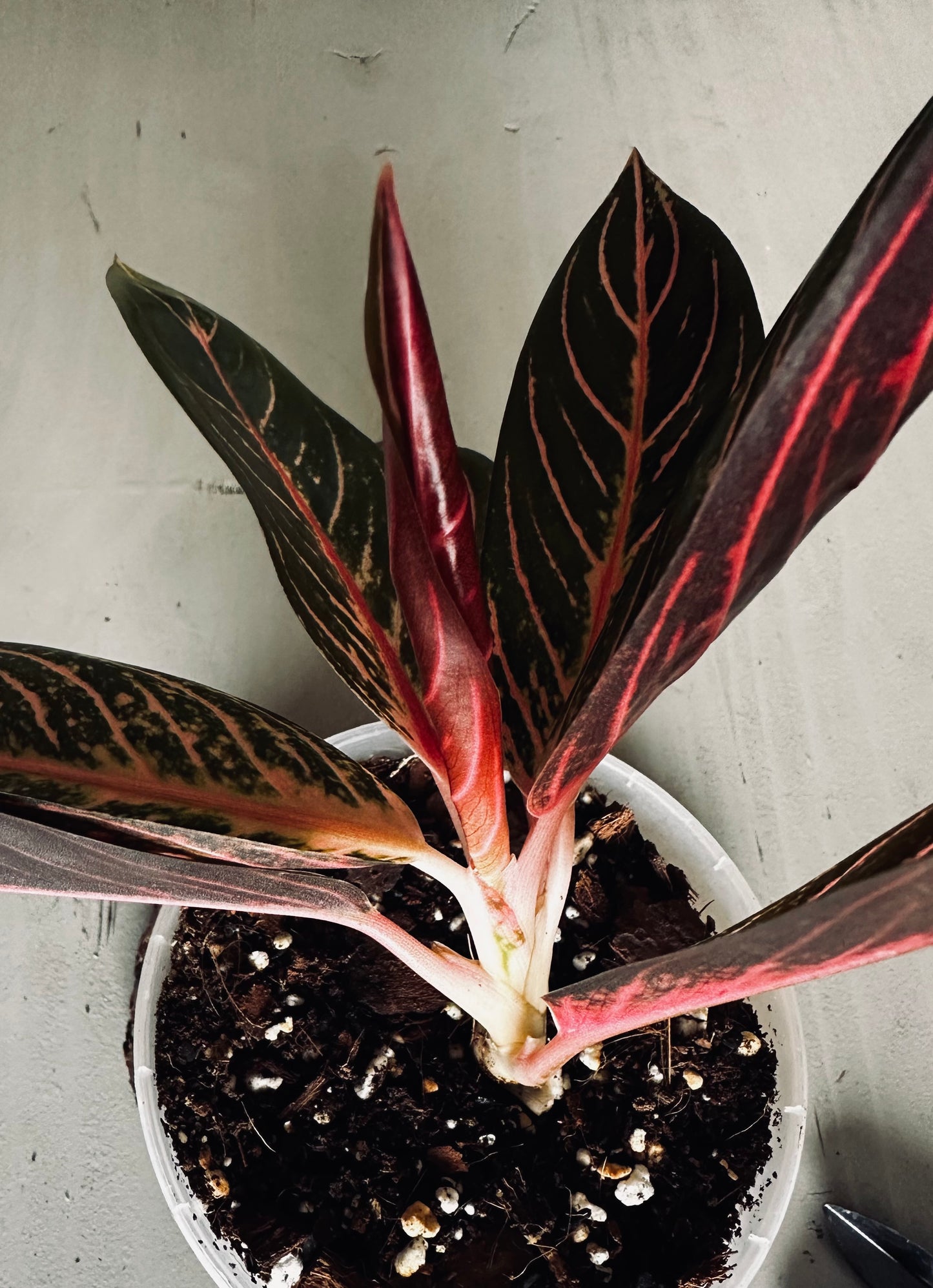 Aglaonema 'Pride of Sumatra' - 12cm Pot