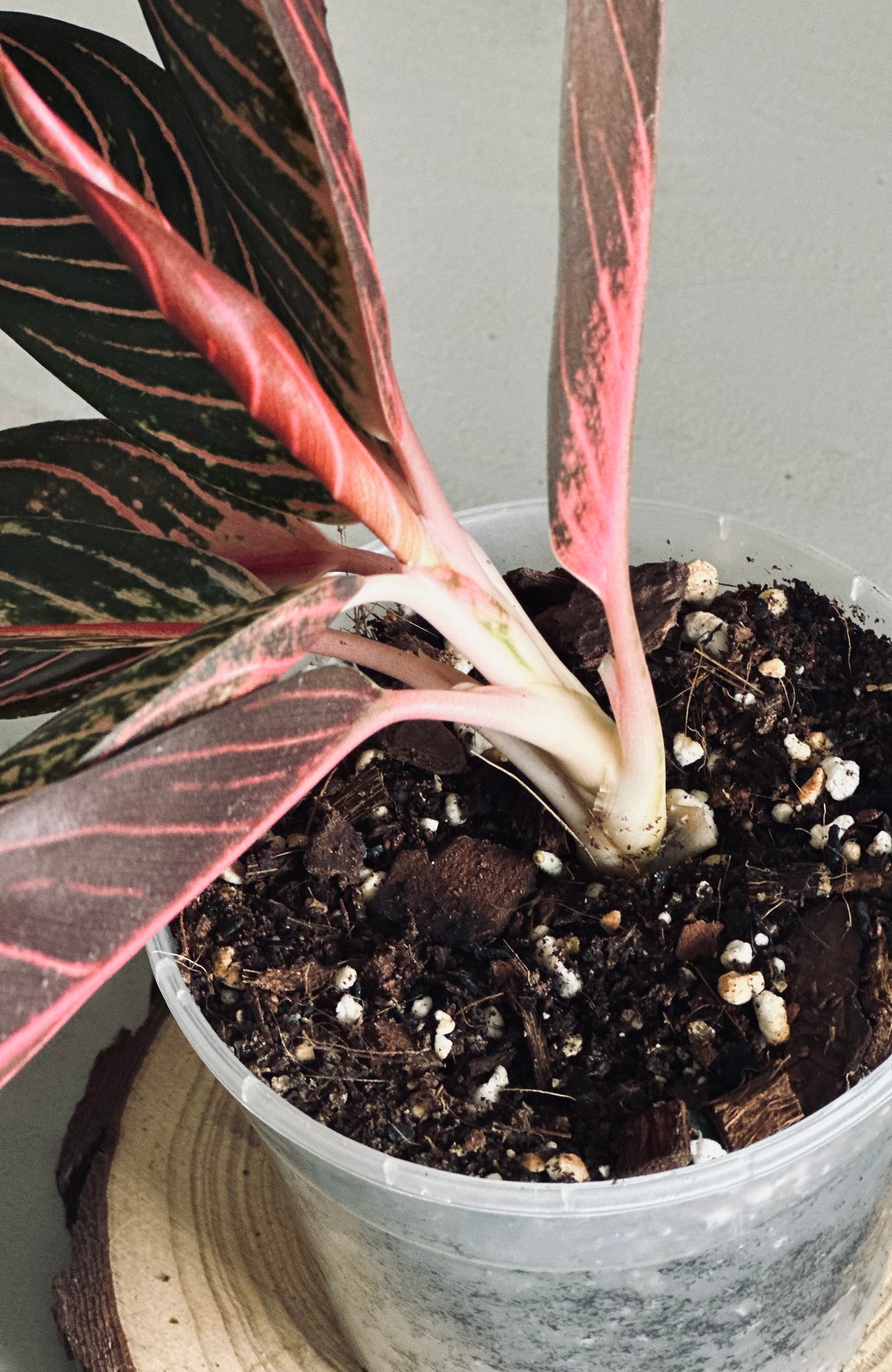 Aglaonema 'Pride of Sumatra' - 12cm Pot