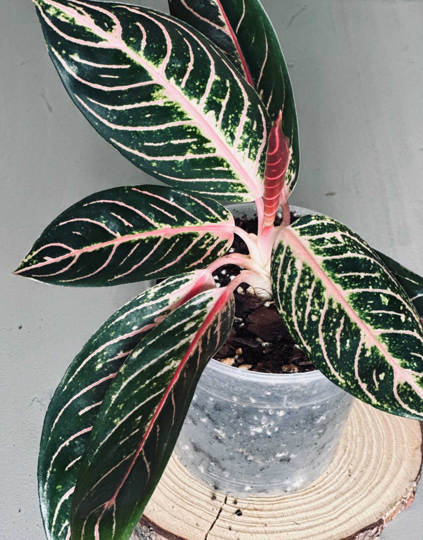 Aglaonema 'Pride of Sumatra' - 12cm Pot