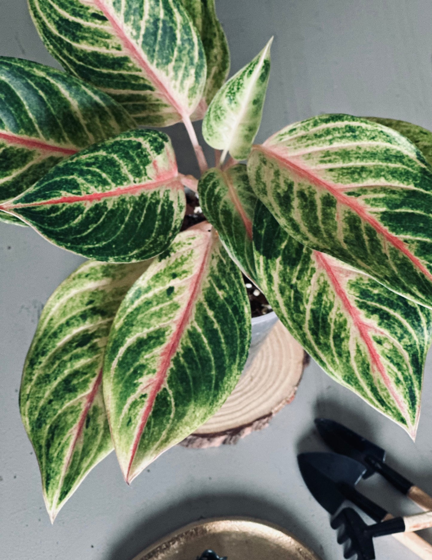 Aglaonema 'Kwak Thomgkham' - 12cm Pot