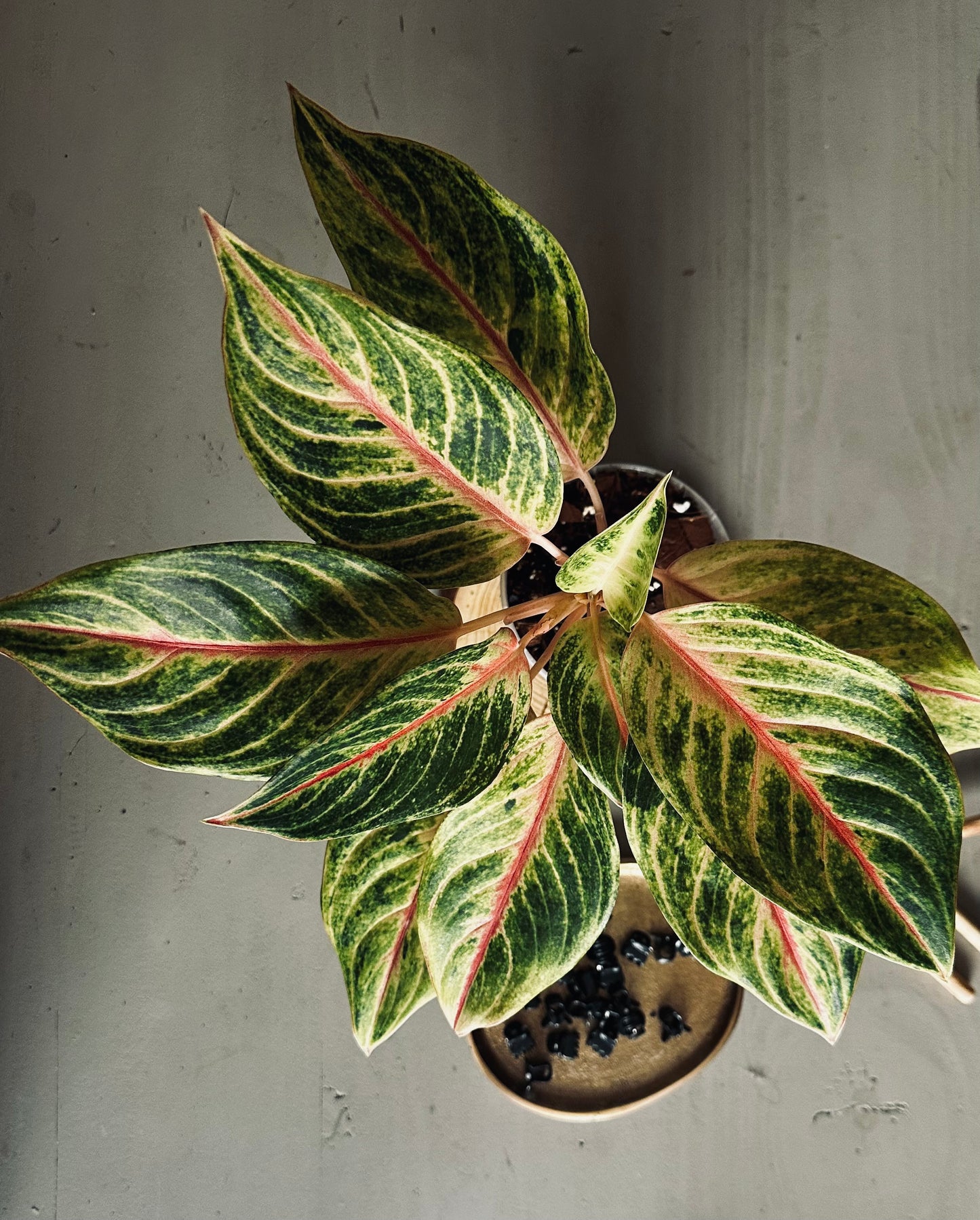 Aglaonema 'Kwak Thomgkham' - 12cm Pot