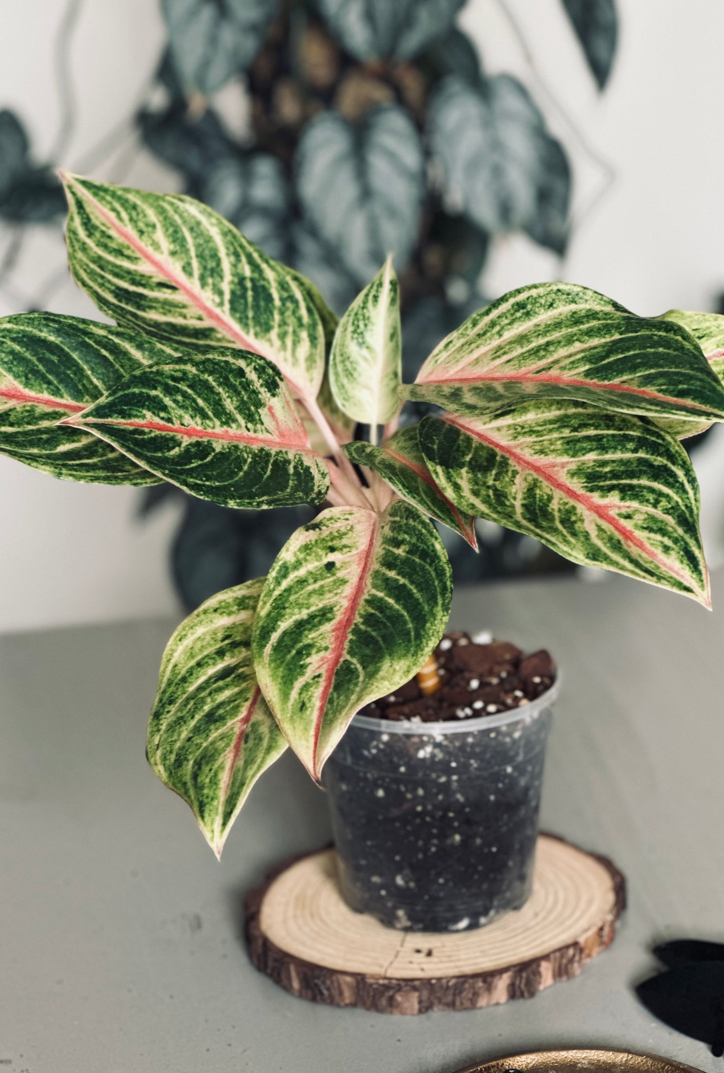 Aglaonema 'Kwak Thomgkham' - 12cm Pot