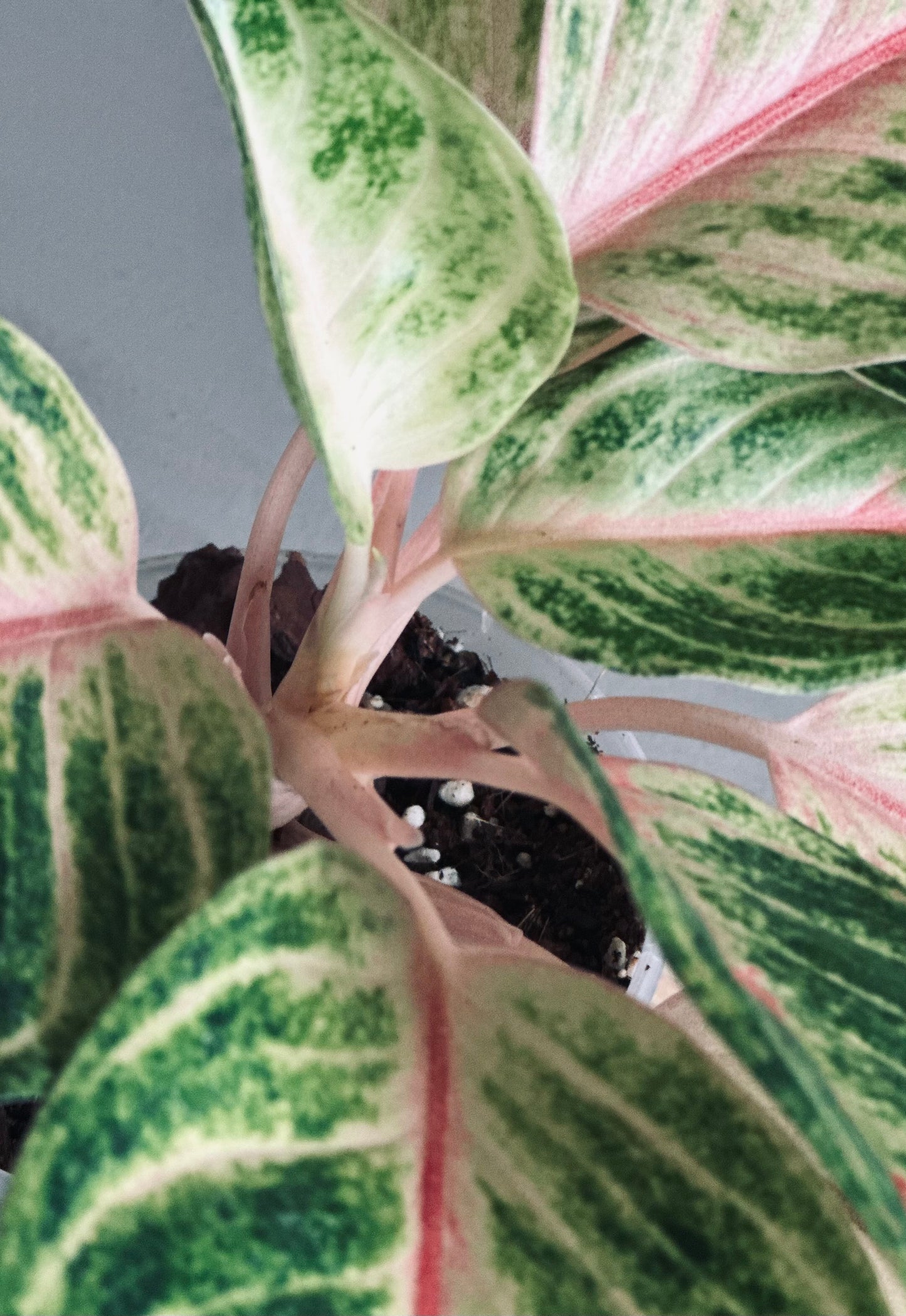 Aglaonema 'Kwak Thomgkham' - 12cm Pot