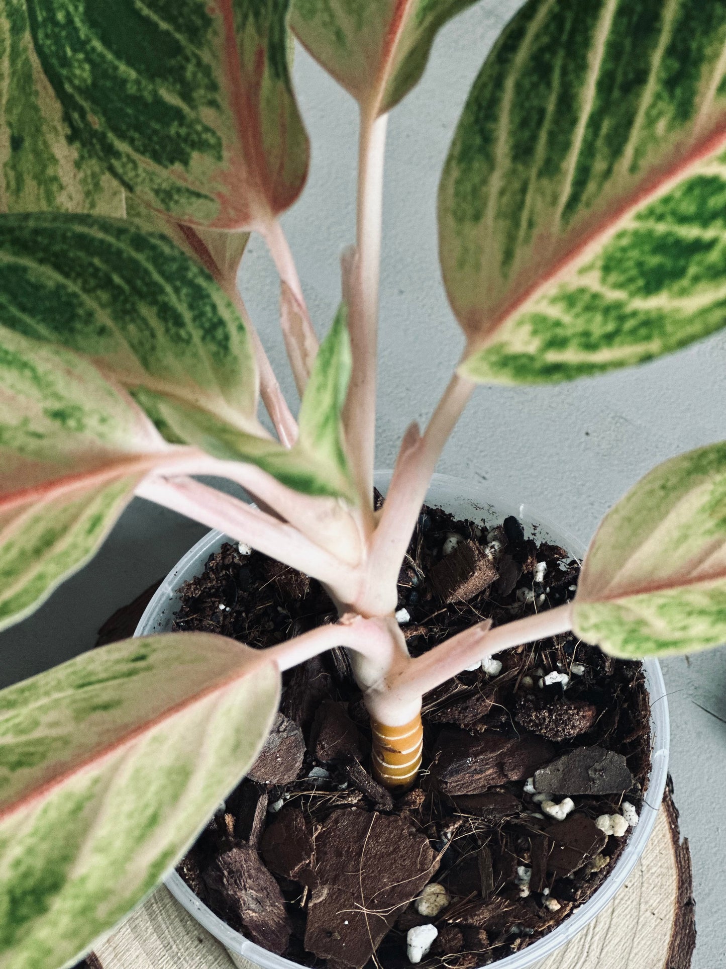 Aglaonema 'Kwak Thomgkham' - 12cm Pot