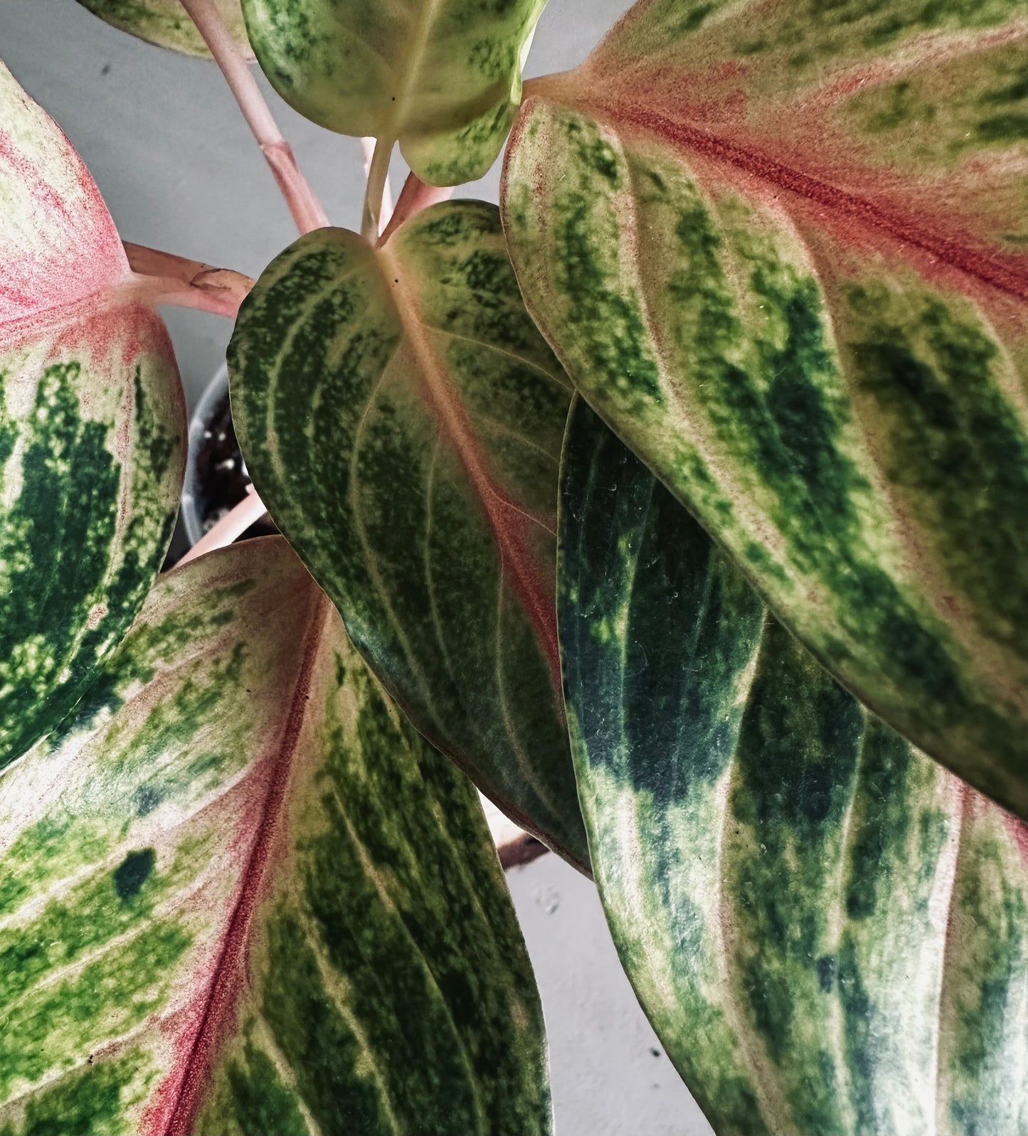 Aglaonema 'Kwak Thomgkham' - 12cm Pot