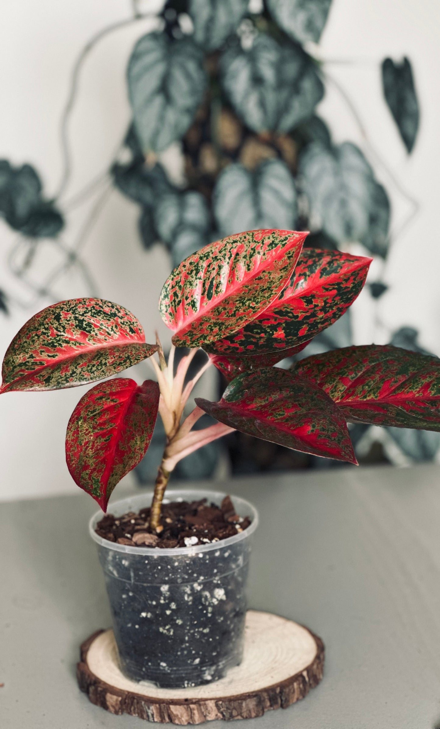 Aglaonema 'Sap Mongkol' (Stardust Red) - 12cm Pot