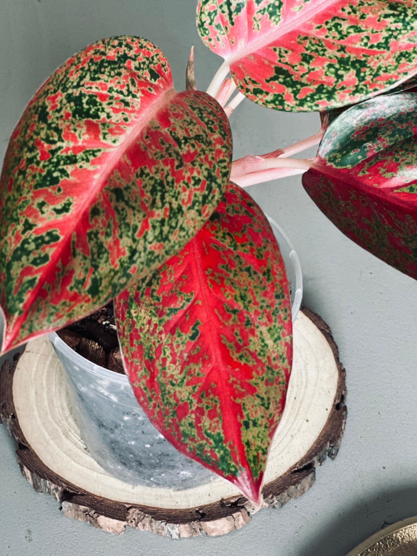 Aglaonema 'Sap Mongkol' (Stardust Red) - 12cm Pot