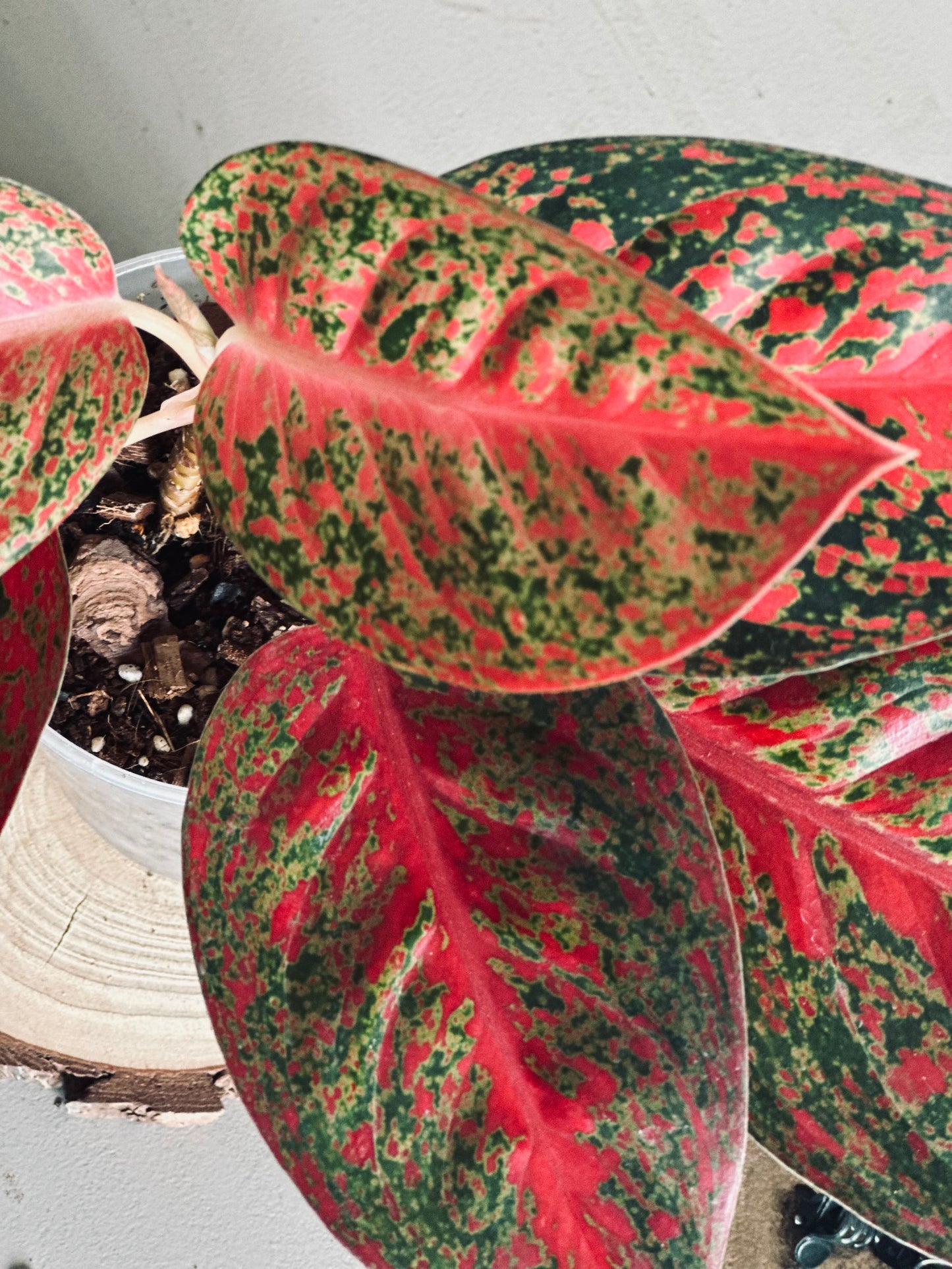 Aglaonema 'Sap Mongkol' (Stardust Red) - 12cm Pot