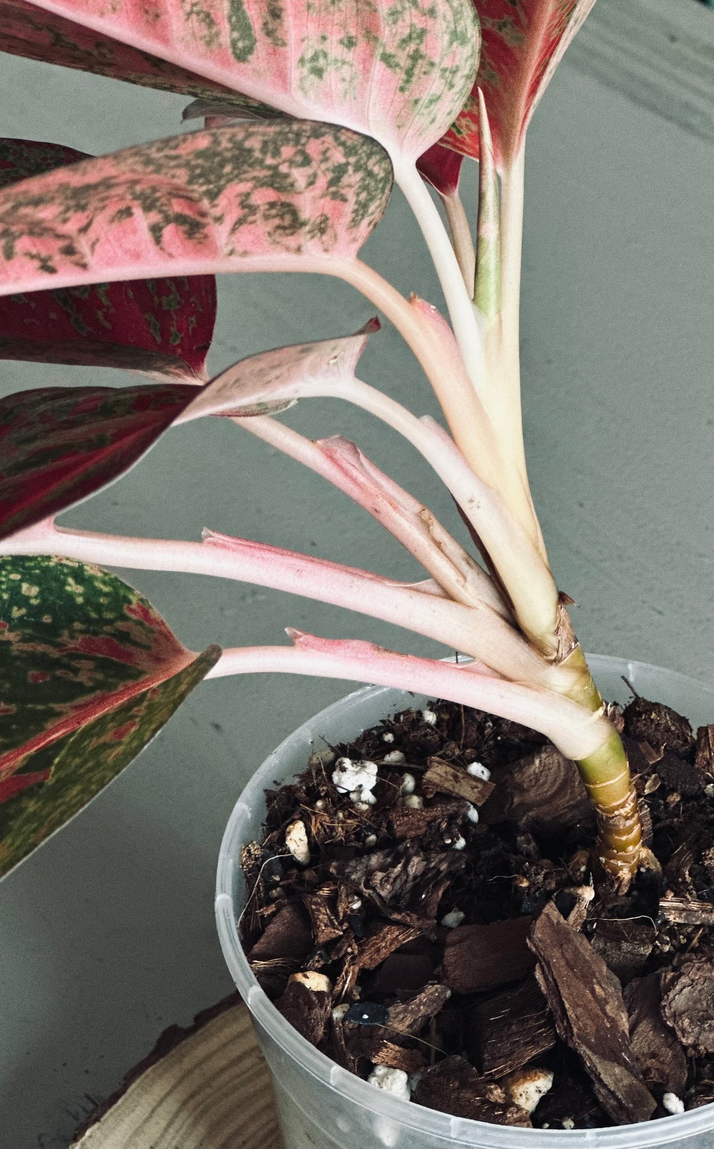 Aglaonema 'Sap Mongkol' (Stardust Red) - 12cm Pot