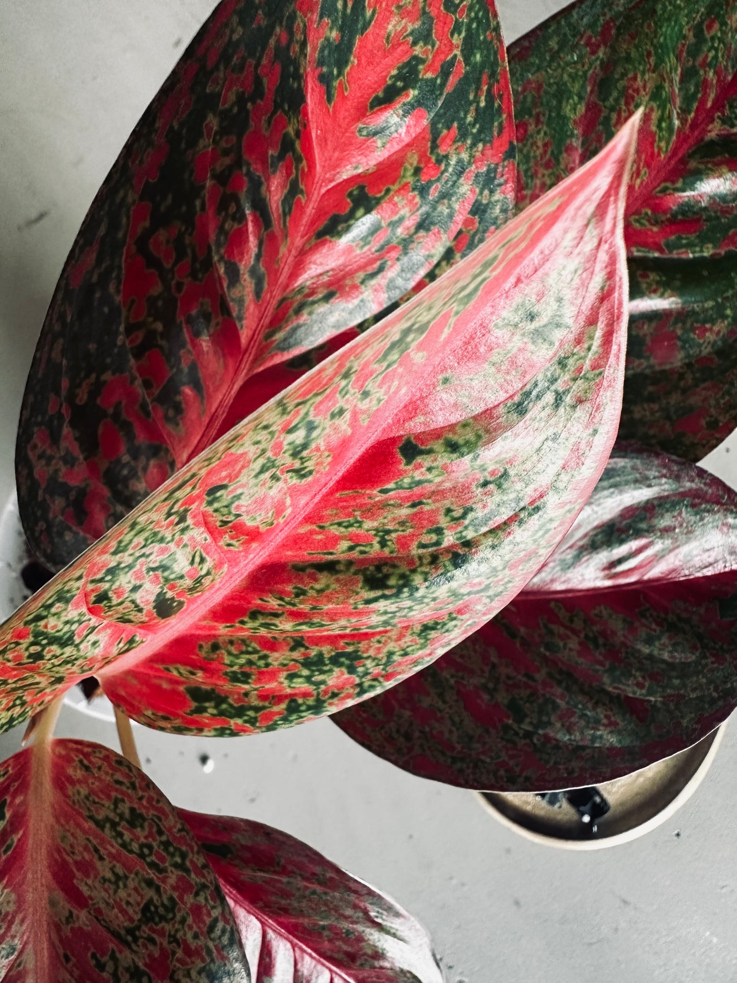 Aglaonema 'Sap Mongkol' (Stardust Red) - 12cm Pot