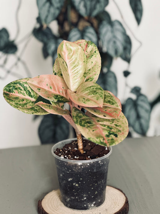 Aglaonema 'Kamlaithong' (Pink Emerald) - 12cm Pot