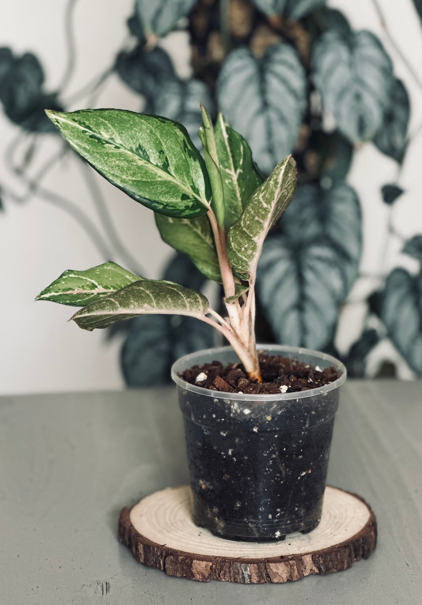 Aglaonema 'Lucky' - 12cm Pot