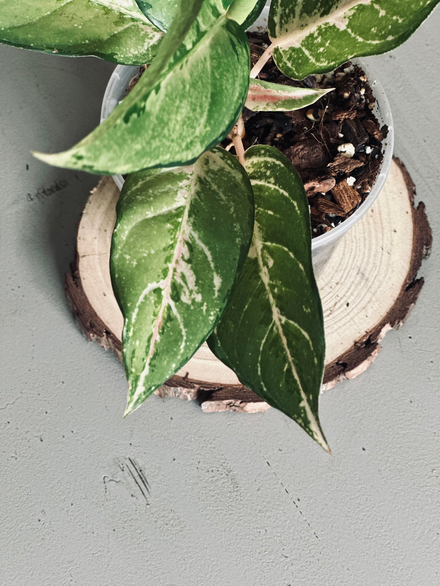 Aglaonema 'Lucky' - 12cm Pot