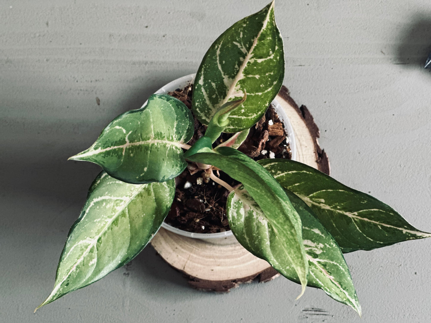 Aglaonema 'Lucky' - 12cm Pot