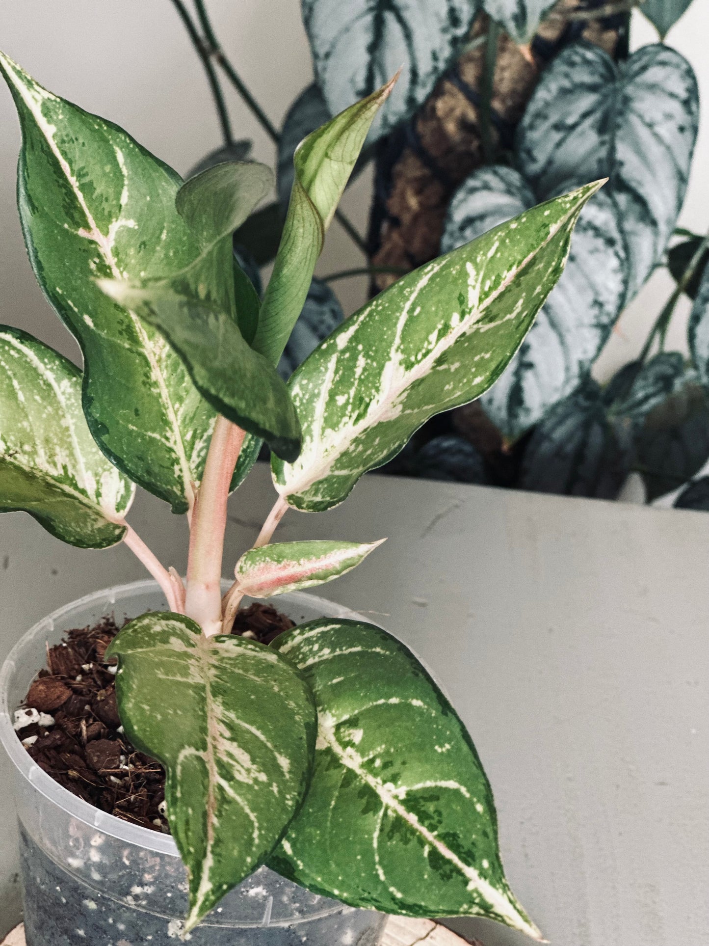 Aglaonema 'Lucky' - 12cm Pot