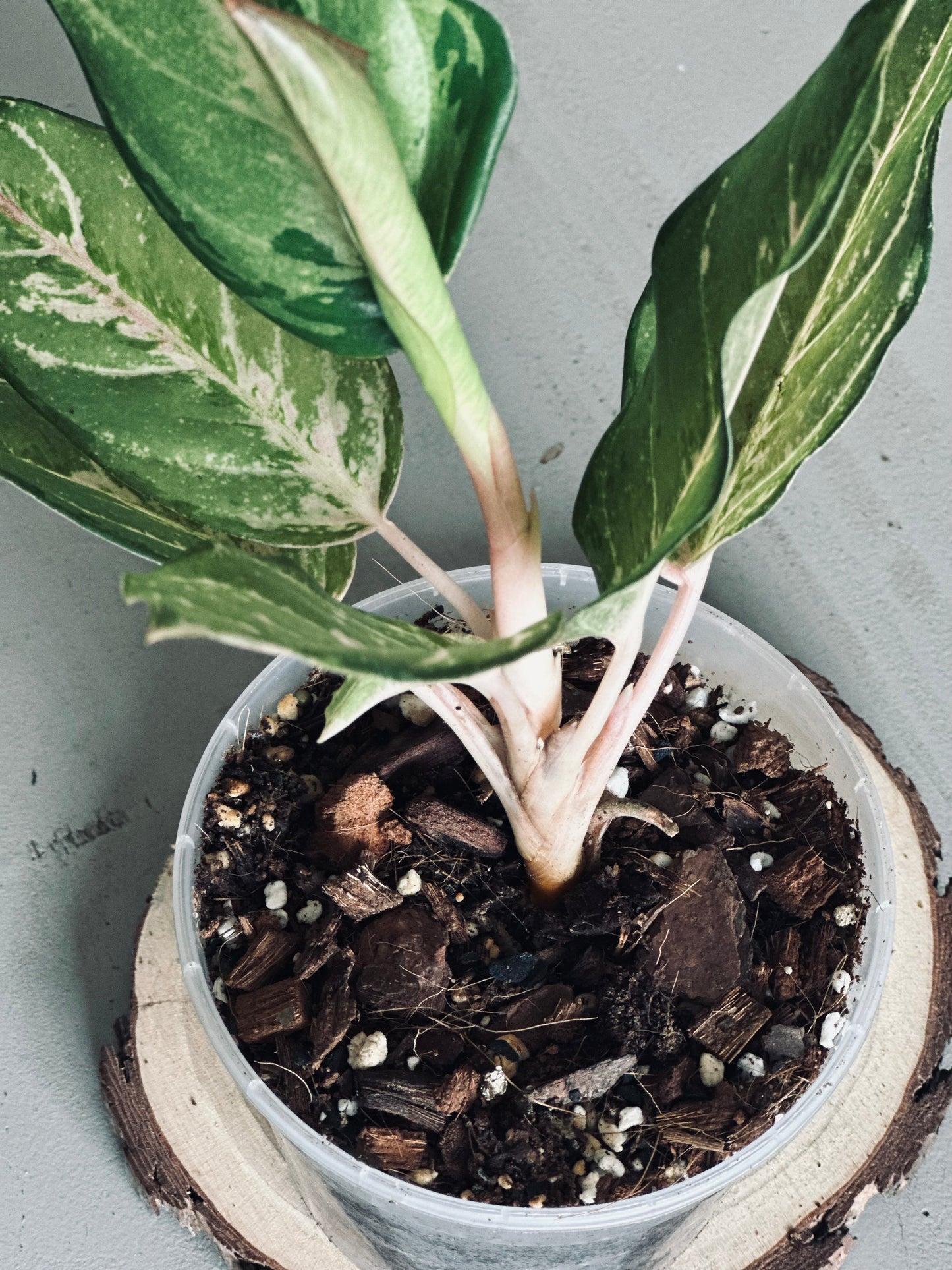 Aglaonema 'Lucky' - 12cm Pot