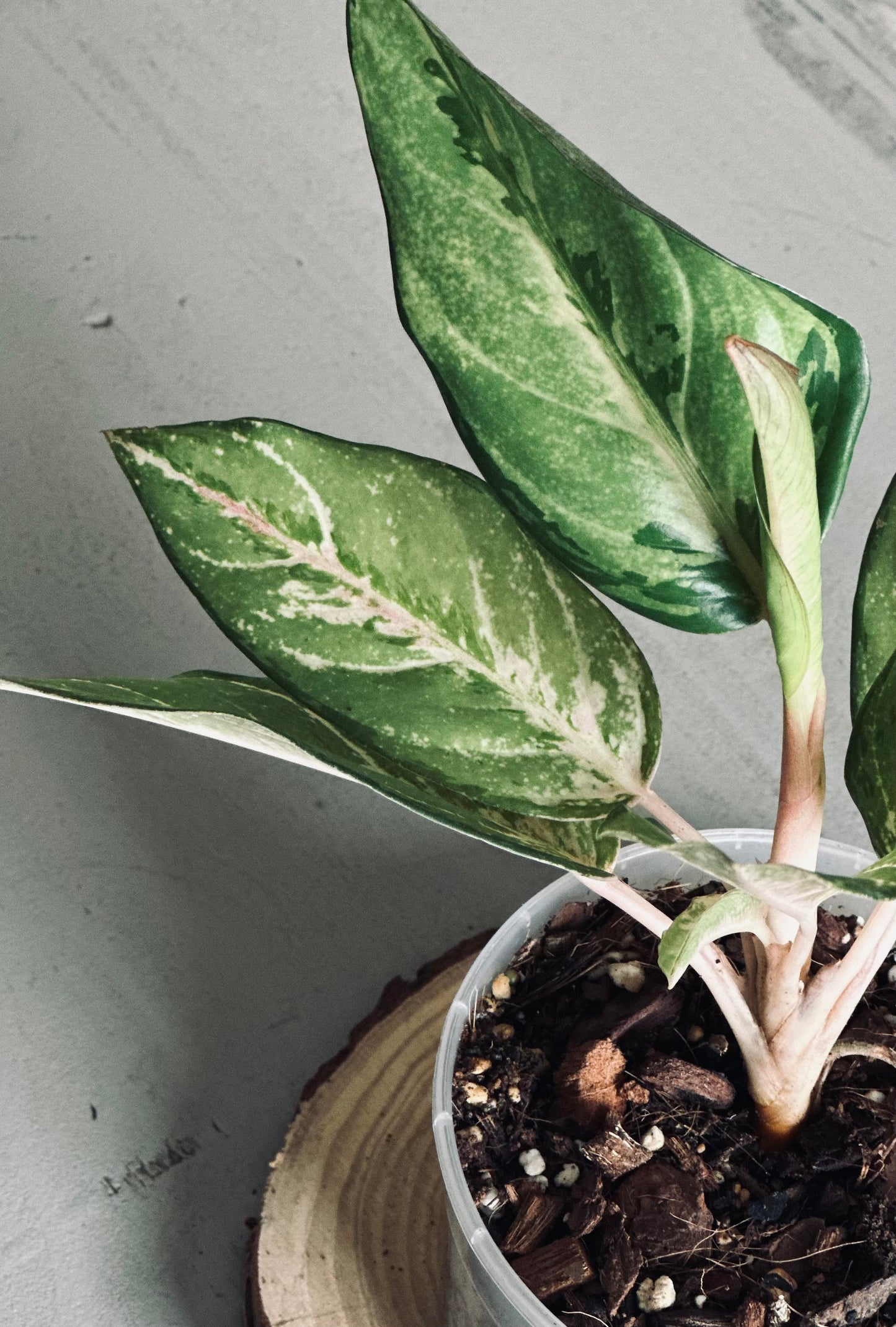 Aglaonema 'Lucky' - 12cm Pot