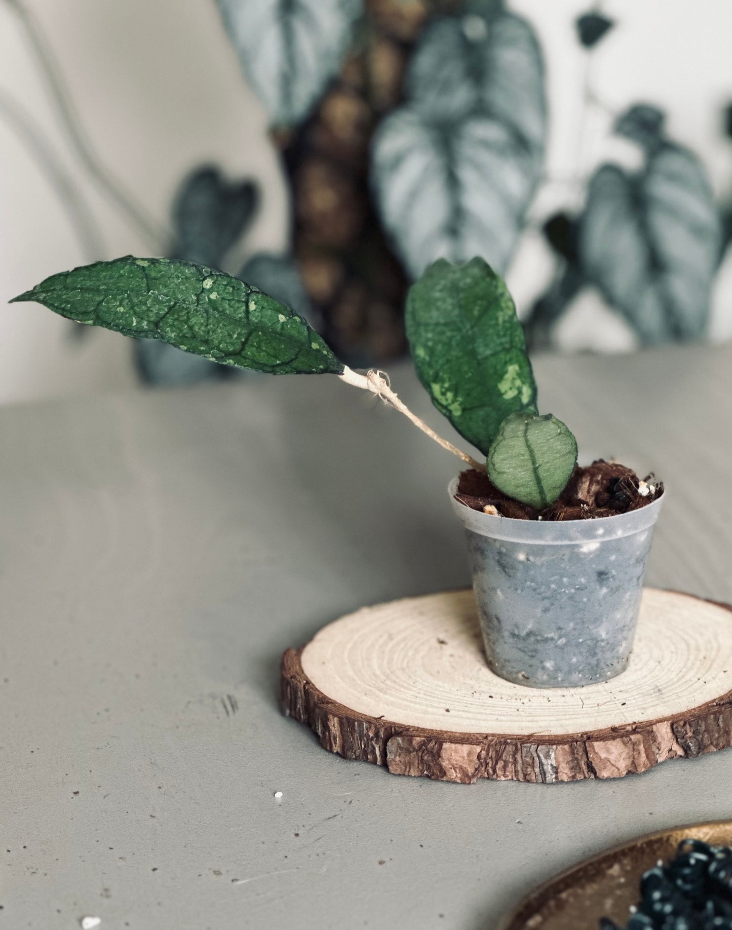 Hoya 'Finlaysonii Black Splash' - 7cm Pot