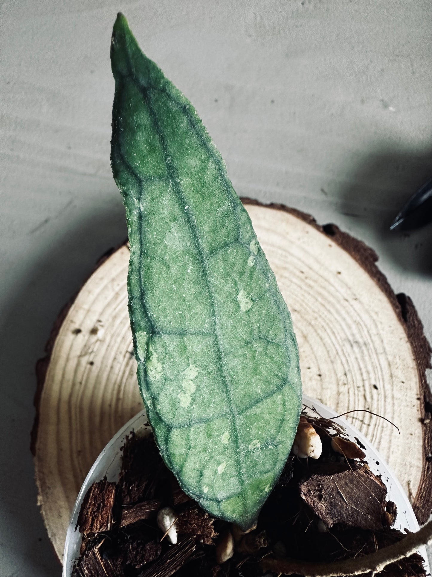 Hoya 'Finlaysonii Black Splash' - 7cm Pot